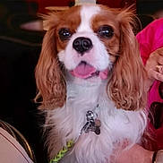 Larry participe au concours pour gagner de l'argent avec cette photo : dog, cavalier_king_charles_spaniel, pet, indoor, close_up, brown_and_white, fur, collar, leash, animal, cute, tongue_out, ears, sitting, watching, companion, friendly, domestic, portrait, hand