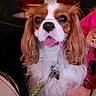 dog, cavalier_king_charles_spaniel, pet, indoor, close_up, brown_and_white, fur, collar, leash, animal, cute, tongue_out, ears, sitting, watching, companion, friendly, domestic, portrait, hand