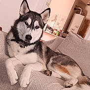 Ulysse a rejoint le concours — aidez-le/la à gagner de superbes lots ! alert, animal, canine, collar, companion, couch, cute, dog, domestic, fur, furniture, home, husky, indoor, living_room, paw, pet, portrait, relaxing, resting