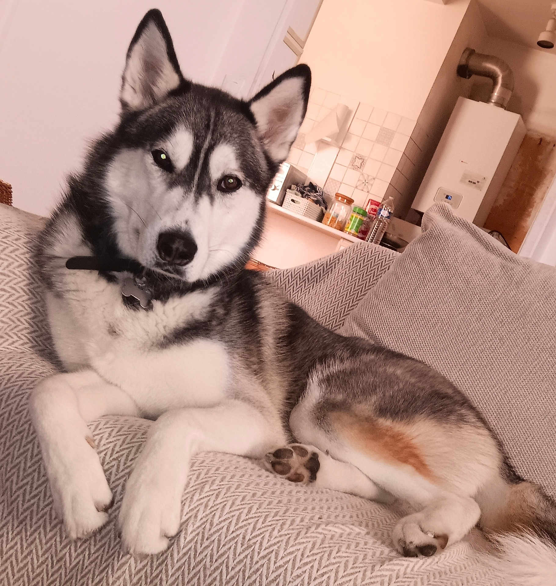 Ulysse