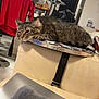 tabby_cat, cat, couch, dartboard, indoor, furniture, red_clothing, kitchen, chair, relaxing, pet, domestic_animal, window, blanket, home, sleepy, fur, living_room, household_item, resting