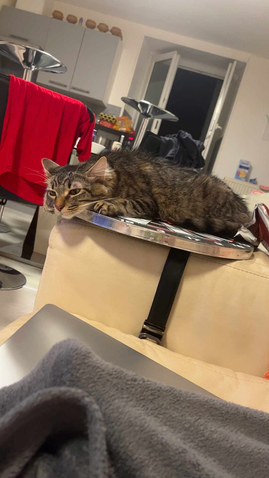 Meyko participe au concours pour gagner de l'argent avec cette photo : tabby_cat, cat, couch, dartboard, indoor, furniture, red_clothing, kitchen, chair, relaxing, pet, domestic_animal, window, blanket, home, sleepy, fur, living_room, household_item, resting