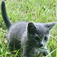 Athéna a rejoint le concours — aidez-le/la à gagner de superbes lots ! kitten, gray_cat, grass, outdoor, nature, animal, pet, young_cat, curious, small, feline, playful, whiskers, ears, tail, closeup, greenery, field, wildlife, mammal