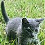 kitten, gray_cat, grass, outdoor, nature, animal, pet, young_cat, curious, small, feline, playful, whiskers, ears, tail, closeup, greenery, field, wildlife, mammal