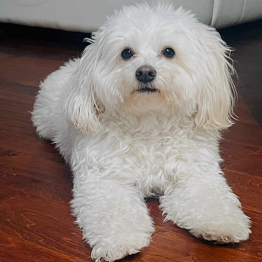 Snoopy joined the competition — help win amazing prizes! dog, small_dog, white_dog, fluffy, curly_fur, long_ears, black_nose, blue_eyes, lying_down, front_legs, paws, indoor, living_room, wooden_floor, sofa, pet, cute, portrait, animal, cozy