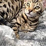 Cleo is registered to the contest to win money with this photo: animal, bed, blanket, cat, closeup, cozy, cute, ears, eyes, feline, fur, indoor, pet, portrait, relaxed, resting, soft, spotted, striped, whiskers