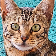Cleo is registered to the contest to win money with this photo: animal, cat, close_up, curious, domestic_animal, ears, face, feline, fur, green_eyes, indoor, looking, mammal, nose, pet, portrait, tabby, teal_background, texture, whiskers