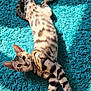 animal, cat, cozy, curious, domestic_cat, ears, feline, fur_pattern, home, indoor, lying_down, pet, playful, relaxed, spotted_cat, stretching, sunlight, tail, turquoise_rug, whiskers