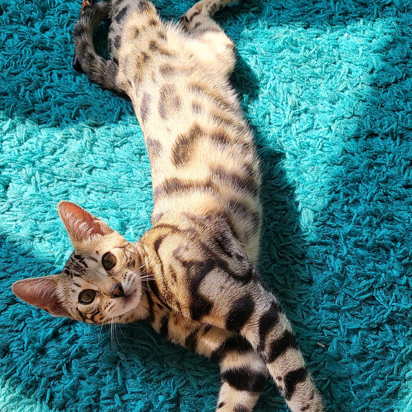 Cleo joined the competition — help win amazing prizes! animal, cat, cozy, curious, domestic_cat, ears, feline, fur_pattern, home, indoor, lying_down, pet, playful, relaxed, spotted_cat, stretching, sunlight, tail, turquoise_rug, whiskers