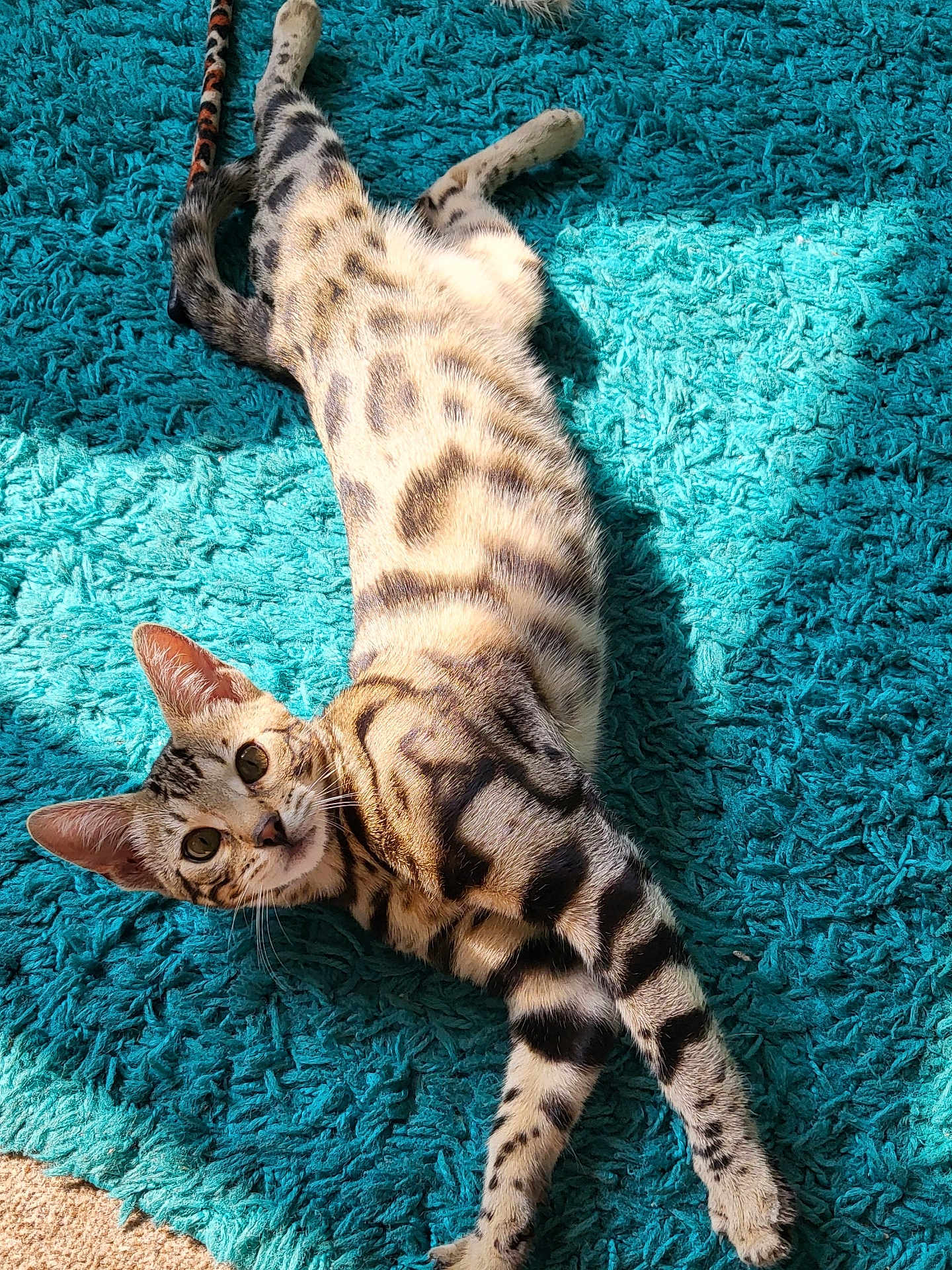 Cleo