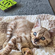 Aya is registered to the contest to win money with this photo: kitten, cat, blue_eyes, fur, whiskers, claws, blanket, soft_texture, indoor, pet, cute, curious, relaxed, animal, mammal, young, domestic, feline, closeup, portrait