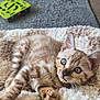 animal, blanket, blue_eyes, cat, claws, closeup, curious, cute, domestic, feline, fur, indoor, kitten, mammal, pet, portrait, relaxed, soft_texture, whiskers, young