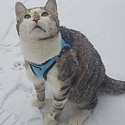 Princeton joined the competition — help win amazing prizes! animal, blue_harness, cat, closeup, cold, curious, feline, fur, green_eyes, nature, outdoor, pet, playful, sitting, snow, tabby, tail, whiskers, white_paws, winter