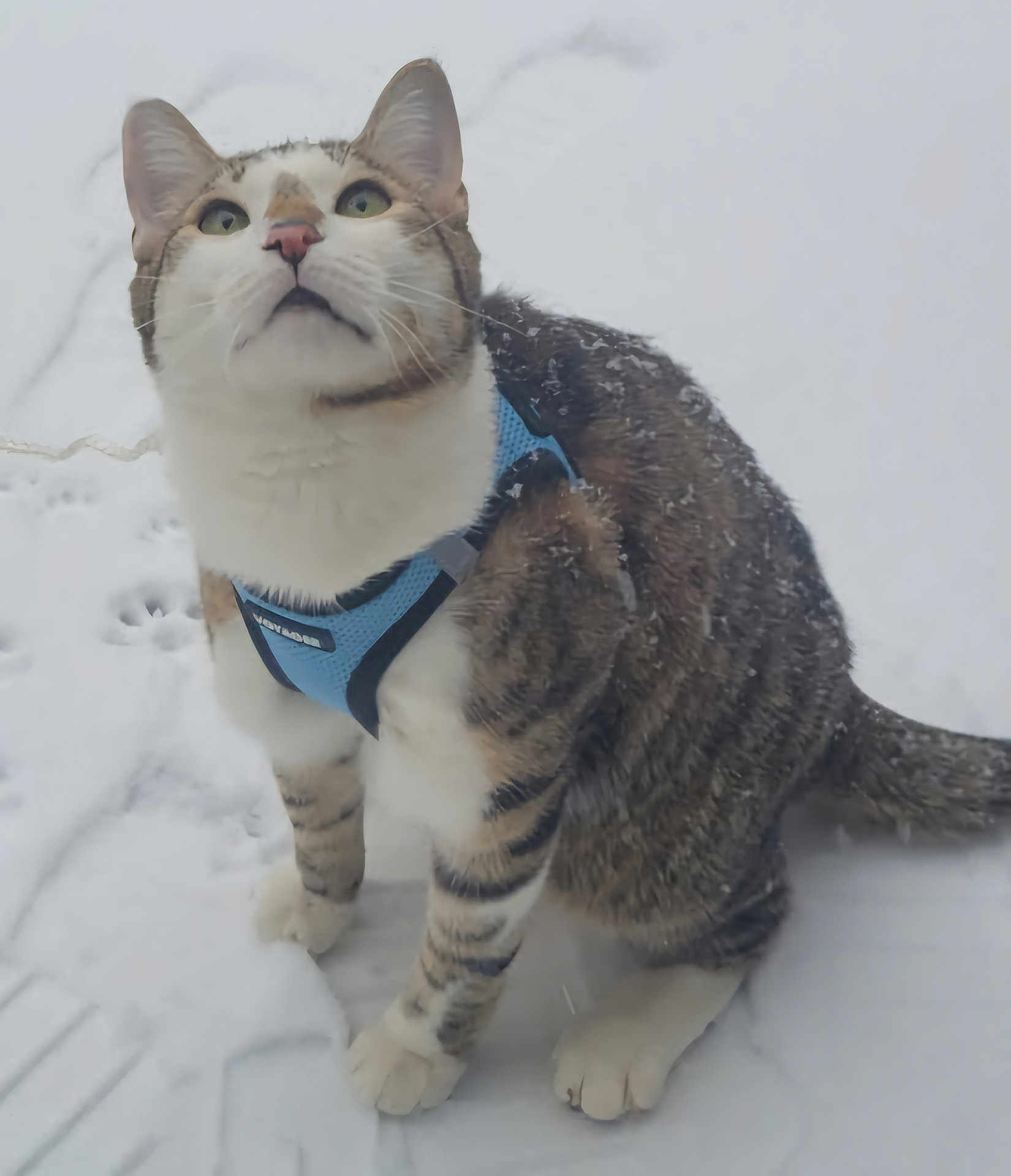 Princeton joined the competition — help win amazing prizes! animal, blue_harness, cat, closeup, cold, curious, feline, fur, green_eyes, nature, outdoor, pet, playful, sitting, snow, tabby, tail, whiskers, white_paws, winter