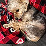 Newyork is registered to the contest to win money with this photo: animal, black, blanket, comfort, companion, couch, cozy, cute, dog, fur, fur_texture, indoor, paw, pet, plaid, red, resting, scruffy, small_dog, tail