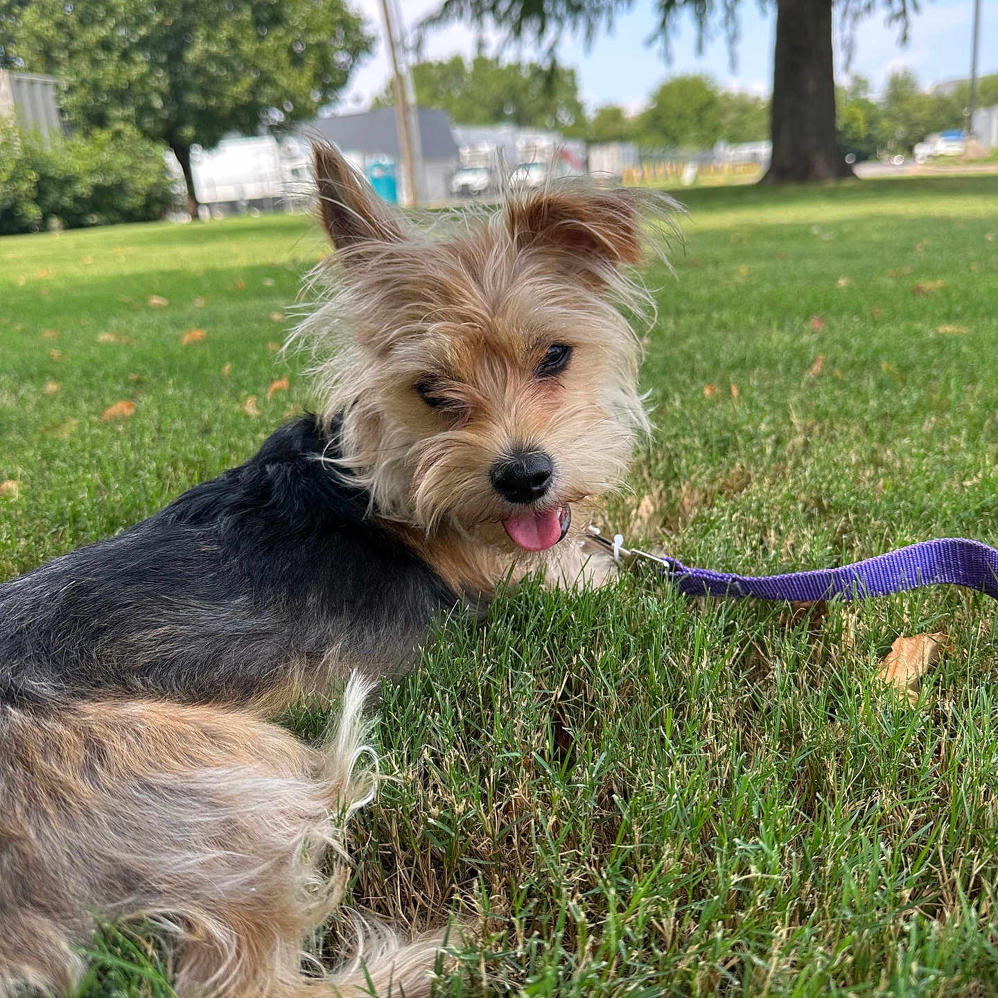 Newyork is registered to the contest to win money with this photo: animal, canine, cute, daytime, dog, fur, grass, greenery, leash, nature, outdoor, park, pet, playful, relaxing, small_dog, summer, sunlight, tongue_out, tree