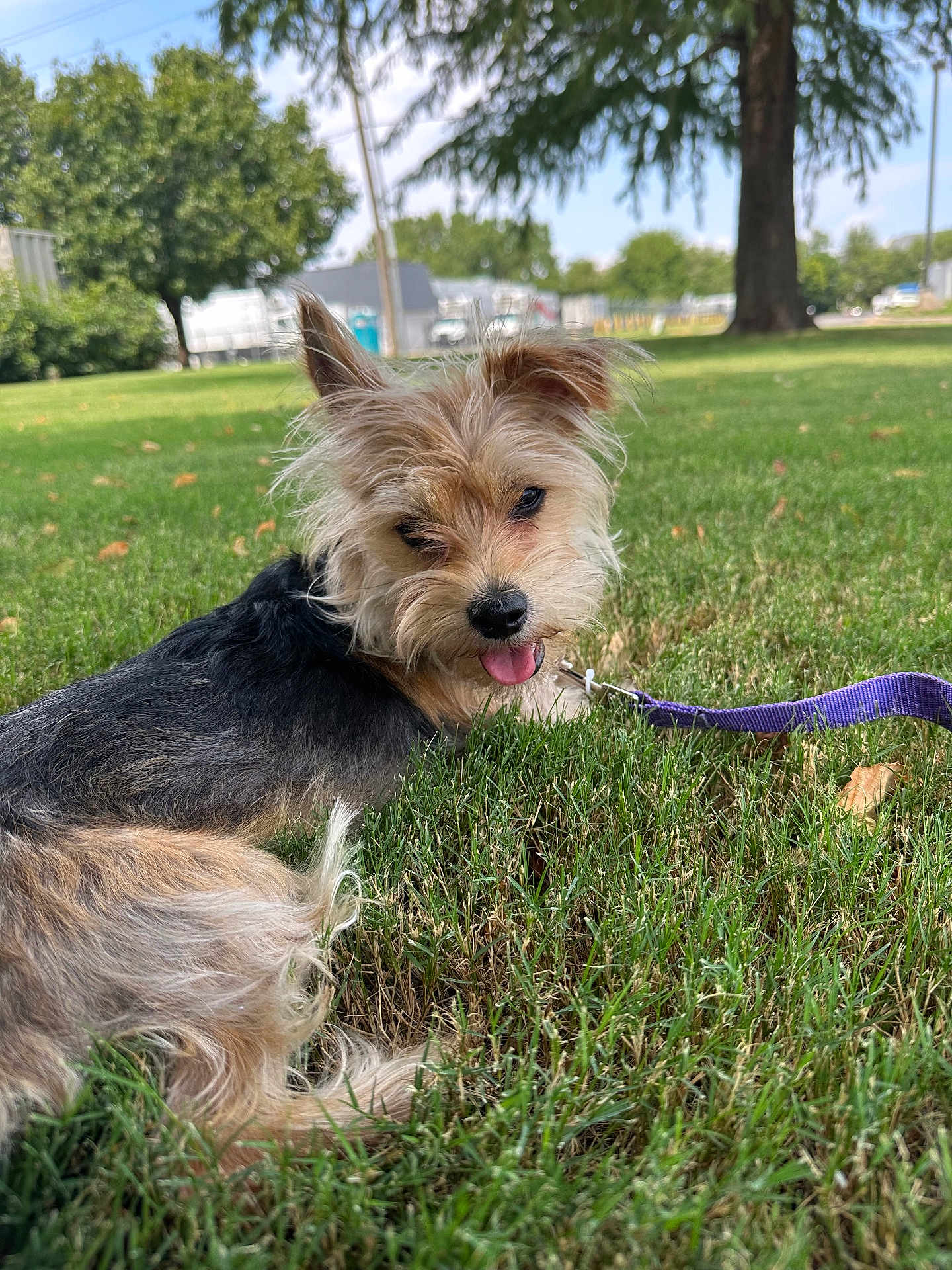 Newyork is registered to the contest to win money with this photo: animal, canine, cute, daytime, dog, fur, grass, greenery, leash, nature, outdoor, park, pet, playful, relaxing, small_dog, summer, sunlight, tongue_out, tree