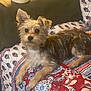 Newyork joined the competition — help win amazing prizes! animal, brown_fur, companion, couch, cozy, dog, ears, eyes, fur, furniture, home, indoor, looking, lying_down, patterned_quilt, pet, quilt, relaxed, small_dog, white_fur