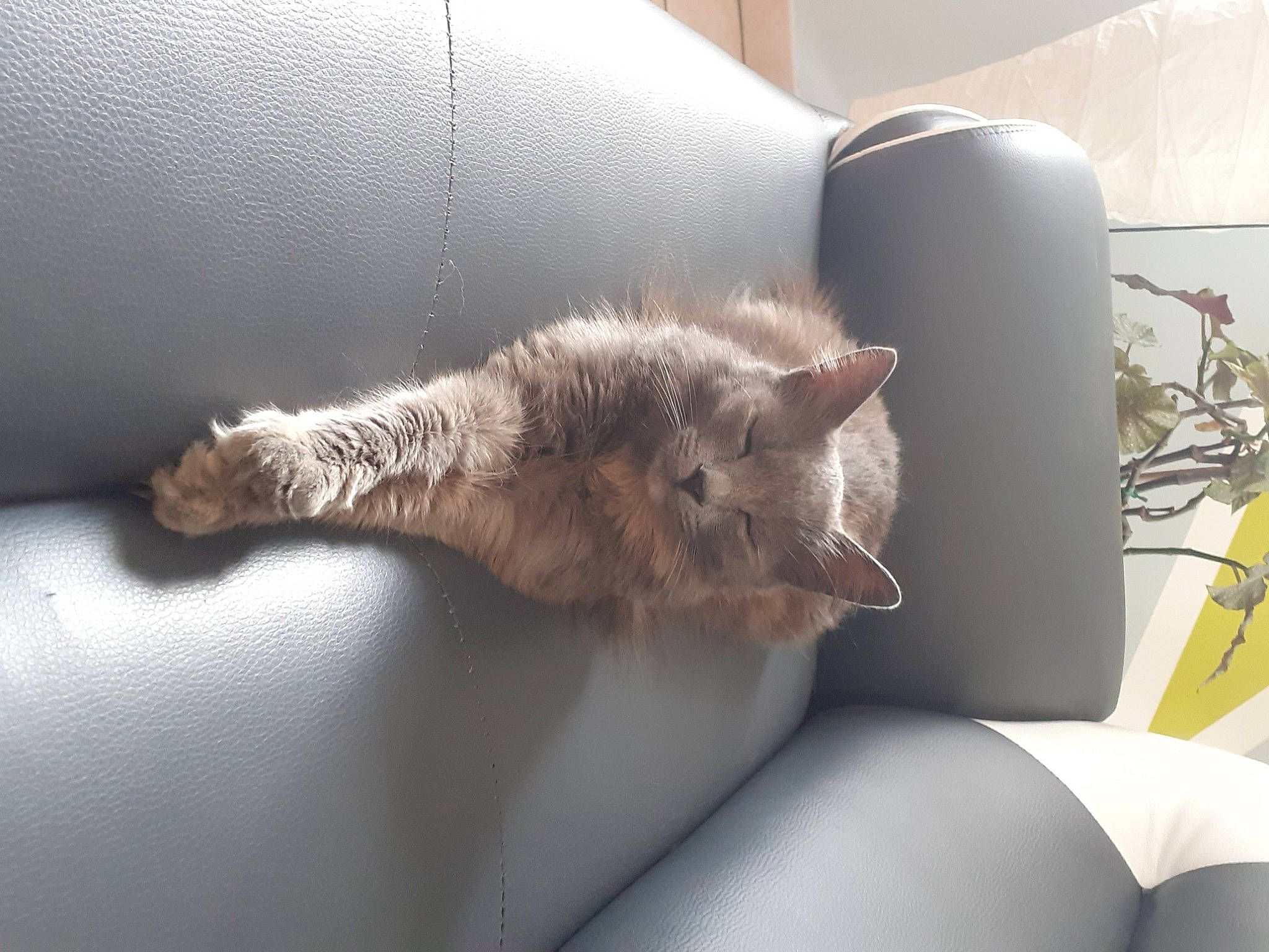 Papouchska a rejoint le concours — aidez-le/la à gagner de superbes lots ! carnivore, cat, chair, comfort, couch, domestic_short_haired_cat, fawn, felidae, fur, grey, human_leg, linens, living_room, paw, room, small_to_medium_sized_cats, tail, vehicle, whiskers, window