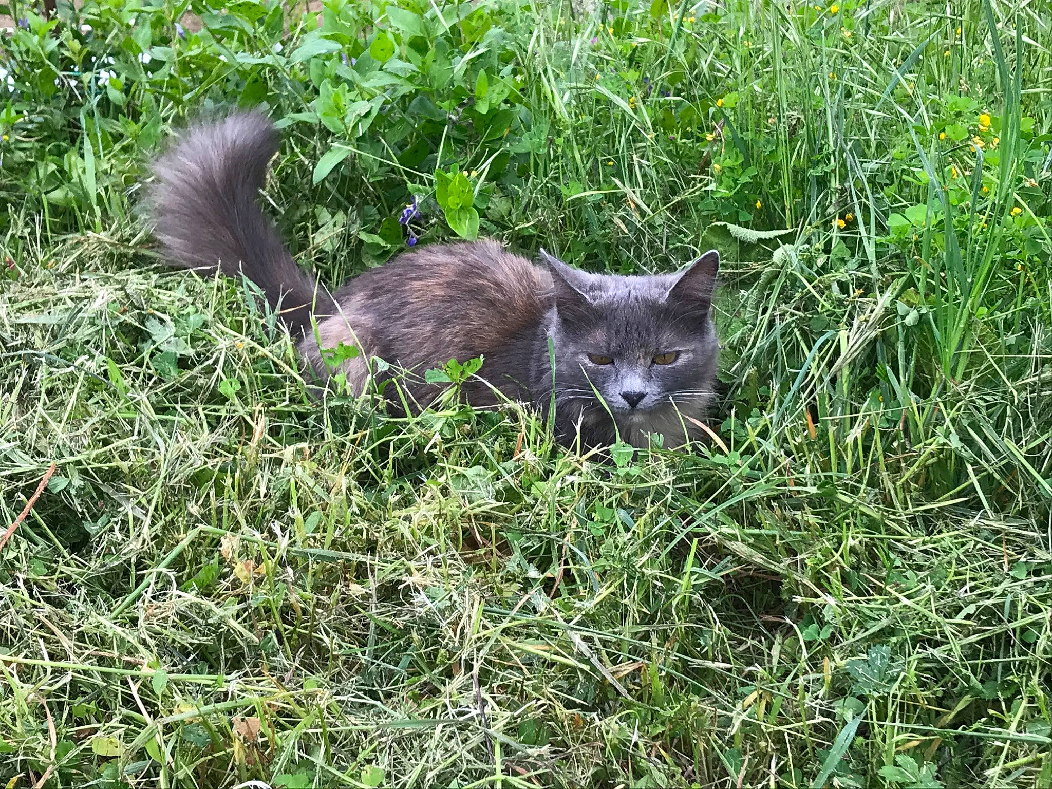 Papouchska participe au concours pour gagner de l'argent avec cette photo : carnivore, cat, domestic_short_haired_cat, felidae, fur, grass, grassland, groundcover, herbaceous_plant, plant, shrubland, small_to_medium_sized_cats, subshrub, tail, terrestrial_animal, whiskers, wildlife