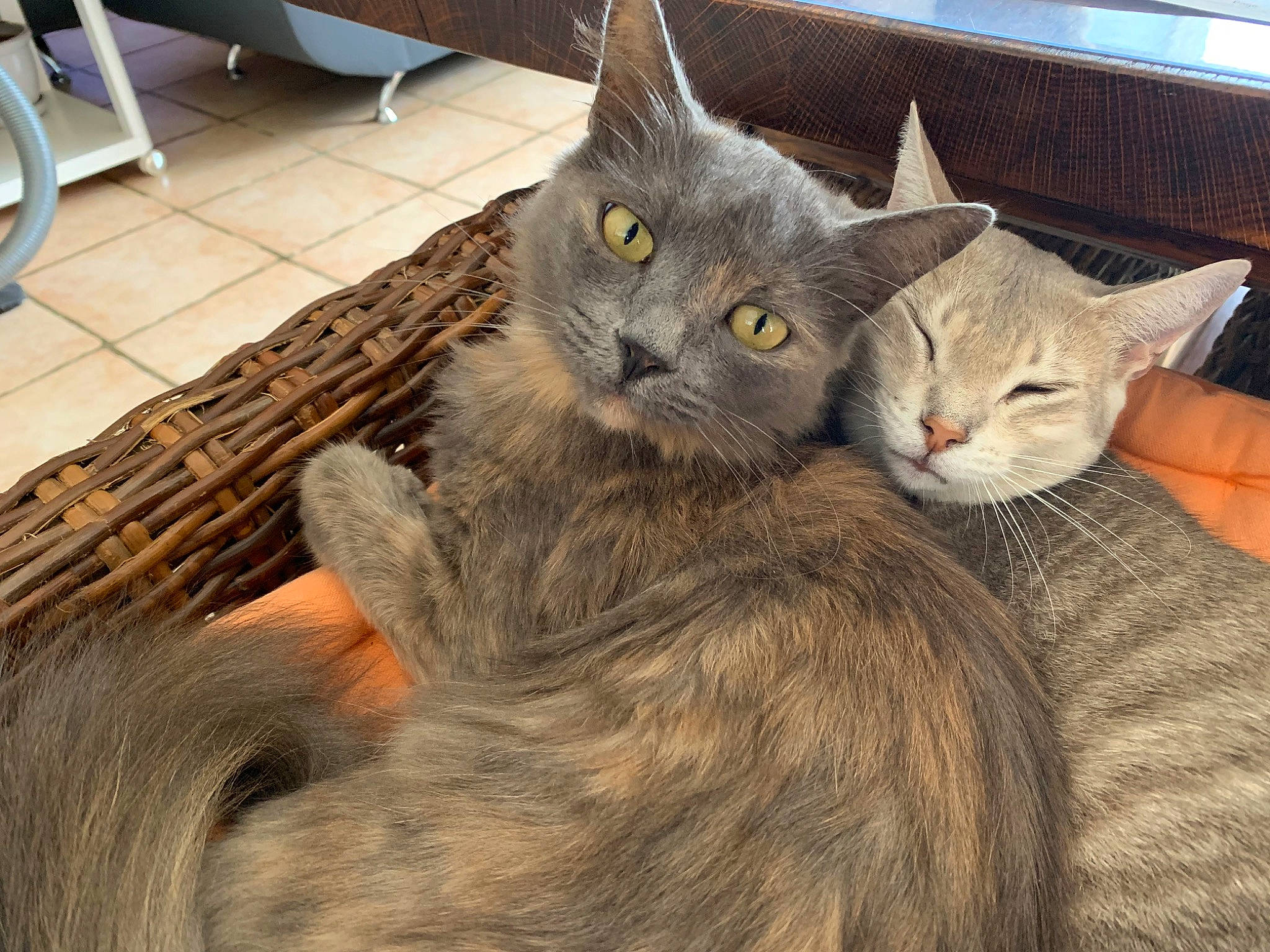 Papouchska participe au concours pour gagner de l'argent avec cette photo : art, carnivore, cat, claw, comfort, domestic_short_haired_cat, ear, felidae, flooring, fur, grey, hardwood, paw, russian_blue, small_to_medium_sized_cats, snout, tail, terrestrial_animal, whiskers, wood