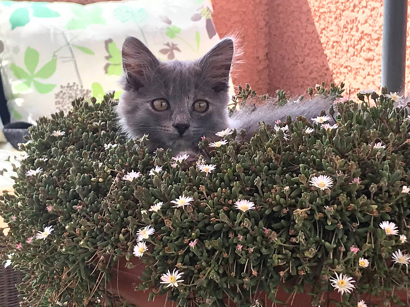 Papouchska a rejoint le concours — aidez-le/la à gagner de superbes lots ! annual_plant, carnivore, cat, domestic_short_haired_cat, felidae, flowering_plant, fur, grass, groundcover, herb, leaf, petal, plant, shrub, small_to_medium_sized_cats, spring, tail, tree, whiskers, woody_plant