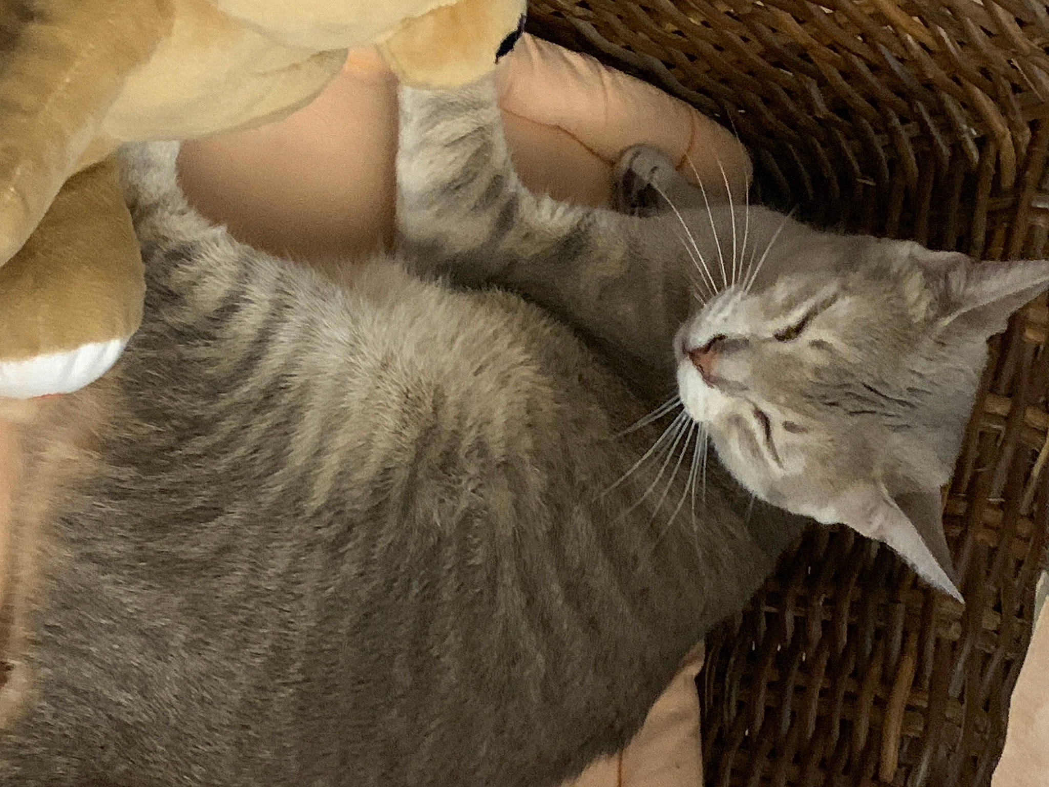 Sushi participe au concours pour gagner de l'argent avec cette photo : carnivore, cat, claw, comfort, domestic_short_haired_cat, ear, fawn, felidae, fur, gesture, grey, lap, nap, paw, small_to_medium_sized_cats, snout, tail, whiskers, window, wood