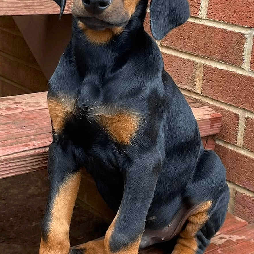 Jack joined the competition — help win amazing prizes! animal, architecture, brick, building, canine, dog, hardwood, hound, house, housing, labradorretriever, pet, pointer, porch, puppy, slate, snout, staircase, wall, wood