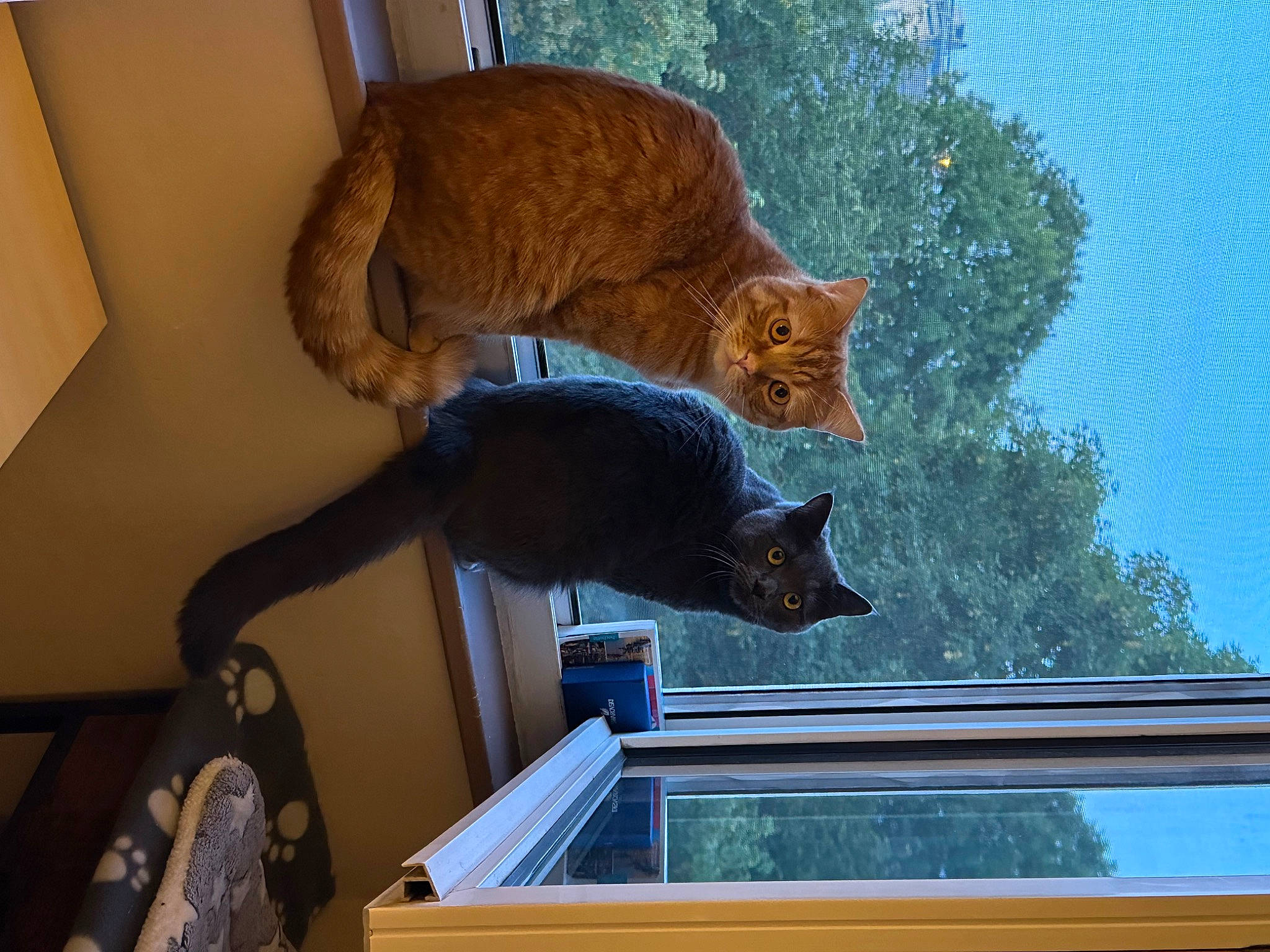 Funky Et Prince participe au concours pour gagner de l'argent avec cette photo : carnivore, cat, domestic_short_haired_cat, door, felidae, flowerpot, fur, glass, hardwood, houseplant, plant, room, sash_window, small_to_medium_sized_cats, tail, tree, whiskers, window, windshield, wood