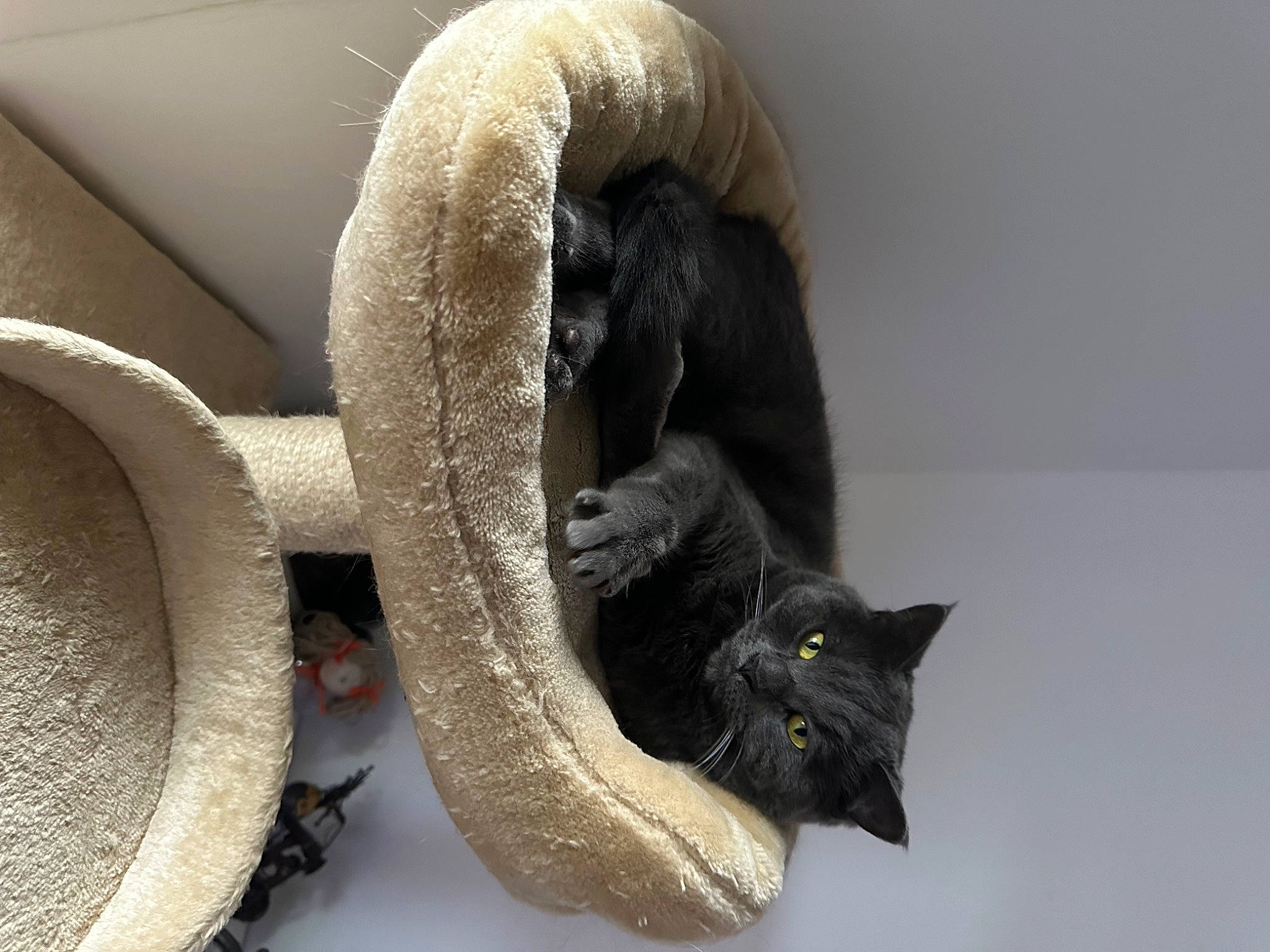 Funky Et Prince a rejoint le concours — aidez-le/la à gagner de superbes lots ! black_cat, bombay, carnivore, cat, cat_bed, cat_furniture, cat_supply, claw, comfort, domestic_short_haired_cat, felidae, fur, pet_supply, plant, small_to_medium_sized_cats, snout, tail, terrestrial_animal, whiskers, window