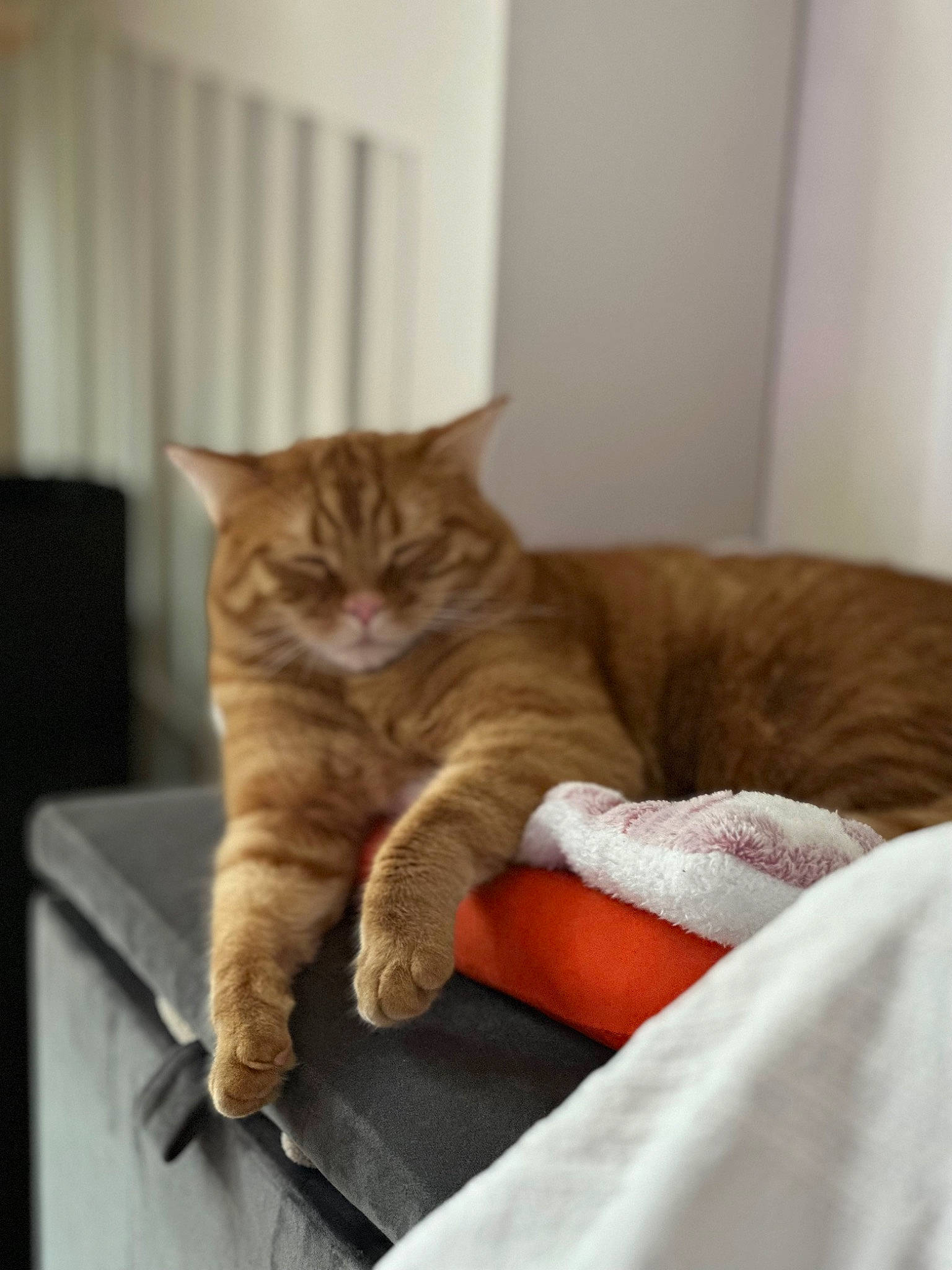 Funky Et Prince a rejoint le concours — aidez-le/la à gagner de superbes lots ! bed, carnivore, cat, claw, comfort, couch, domestic_short_haired_cat, fawn, felidae, fur, hardwood, linens, nap, paw, sitting, small_to_medium_sized_cats, snout, tail, whiskers, wood