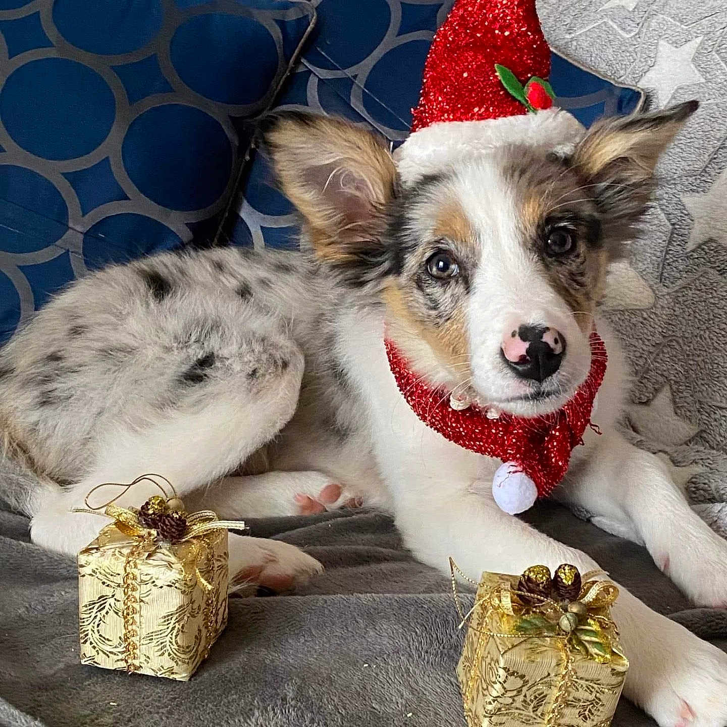 Soukie participe au concours pour gagner de l'argent avec cette photo : animal, canine, christmas, christmasdecorations, christmastree, clothing, dog, dogbed, festival, hat, partyhat, pet, puppy