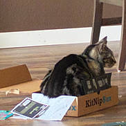 Maxx is registered to the contest to win money with this photo: cat, tabby, cardboard_box, kitnipbox, floor, papers, indoor, furniture, chair_leg, pet, animal, small_space, relaxed, brown, black, gray, striped, domestic_cat, box, home