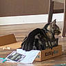 cat, tabby, cardboard_box, kitnipbox, floor, papers, indoor, furniture, chair_leg, pet, animal, small_space, relaxed, brown, black, gray, striped, domestic_cat, box, home