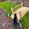 Maxx joined the competition — help win amazing prizes! cat, tabby_cat, garden, wooden_bridge, plants, greenery, bark_mulch, garden_gnome, fence, outdoor, nature, curious, animal, pet, walking, back_view, wood, leaves, shrubbery, daylight