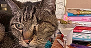 Maxx is registered to the contest to win money with this photo: animal, books, cat, close_up, cozy, curious, domestic, drink, furniture, indoor, martini_glass, olive, one_eyed_cat, pet, stacked_books, tabby_cat, table, texture, wall, whiskers