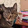 animal, books, cat, close_up, cozy, curious, domestic, drink, furniture, indoor, martini_glass, olive, one_eyed_cat, pet, stacked_books, tabby_cat, table, texture, wall, whiskers