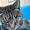 cat, tabby_cat, close_up, gray_cat, striped_fur, whiskers, ear, face, animal, pet, feline, outdoor, blue_background, wall, sign, sleepy, contemplative, fur_texture, portrait, domestic_cat