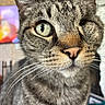 Maxx joined the competition — help win amazing prizes! animal, background_blur, cat, close_up, curious, cute, domestic, ears, feline, fur, green_eyes, indoor, muzzle, nose, one_eyed, pet, portrait, soft_light, tabby, whiskers