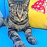 Maxx is registered to the contest to win money with this photo: cat, tabby, one_eye, relaxed, blue_cushion, yellow_pillow, mushroom_pattern, indoor, pet, feline, whiskers, paw, striped, cute, animal, resting, close_up, fur, portrait, household