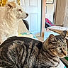 dog, cat, indoor, couch, blanket, pet, tabby_cat, white_dog, furniture, door, certificate, household_items, cozy, animal, domestic, side_view, looking_away, relaxed, companion, patterned