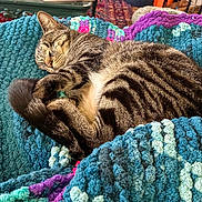 Maxx is registered to the contest to win money with this photo: blanket, cat, colorful, comfort, cozy, curled_up, domestic_animal, fur_pattern, furry, home, indoor, knit, nap, pet, relaxed, resting, sleeping, soft_texture, tabby, warm