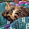 blanket, cat, colorful, comfort, cozy, curled_up, domestic_animal, fur_pattern, furry, home, indoor, knit, nap, pet, relaxed, resting, sleeping, soft_texture, tabby, warm
