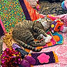 Maxx is registered to the contest to win money with this photo: animal, blanket, cat, colorful, curious, decor, doll, fabric, feline, floor, indoor, orange, patterned, pet, pink, playful, plush_toy, purple, tabby_cat, toy