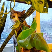 River joined the competition — help win amazing prizes! animal, background, cat, closeup, curious, daylight, domestic, feline, greenery, home, houseplant, indoor, leaf, nature, pet, plant, tabby_cat, window, windowsill, wood
