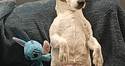 Bibou participe au concours pour gagner de l'argent avec cette photo : dog, puppy, jack_russell, white_dog, brown_patches, sitting, upright_pose, couch, blanket, plush_toy, stitch_toy, pet, indoors, portrait, front_view, floppy_ears, black_nose, paws, funny_pose, home_decor