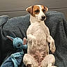 dog, puppy, jack_russell, white_dog, brown_patches, sitting, upright_pose, couch, blanket, plush_toy, stitch_toy, pet, indoors, portrait, front_view, floppy_ears, black_nose, paws, funny_pose, home_decor