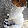 dog, pet, canine, brown_and_white, sitting, outdoor, pavement, asphalt, sunlight, animal, muzzle, floppy_ears, short_coat, tail, front_legs, hind_legs, portrait, side_view, daylight, domestic_animal