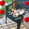 dog, puppy, jack_russell, small_dog, white_fur, brown_patches, face, outdoor, patio, deck, chair, plastic_chair, garden, grass, sunlight, heart_decorations, portrait, sitting, pet, backyard