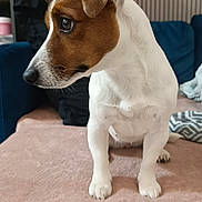 Bibou participe au concours pour gagner de l'argent avec cette photo : dog, canine, jack_russell_terrier, pet, animal, white_and_brown, sitting, portrait, indoors, couch, blanket, pillow, wallpaper, home, living_room, short_hair, floppy_ear, looking_sideways, cozy, photography